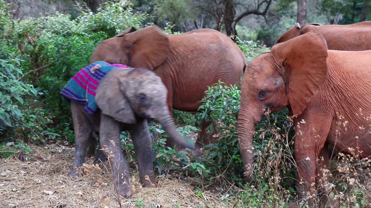 Orphaned baby elephant Merru is rescued | Sheldrick Trust