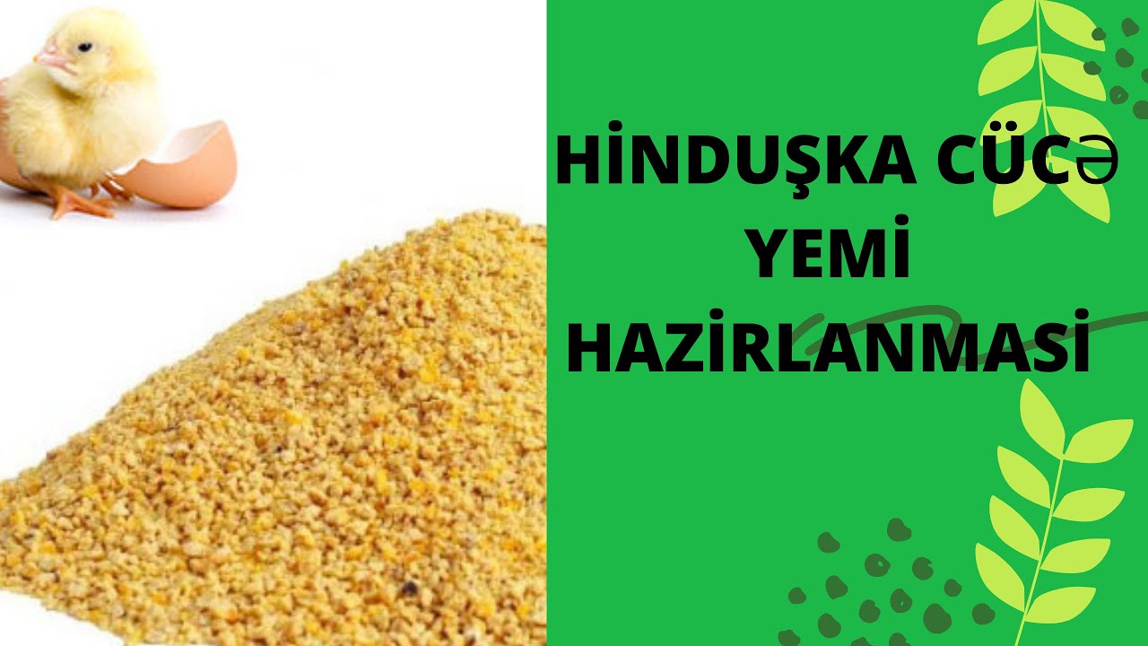 HİNDUŞKALARA YEM HAZİRLANMASİ AMERİKAN BRONZHİND QUSU
