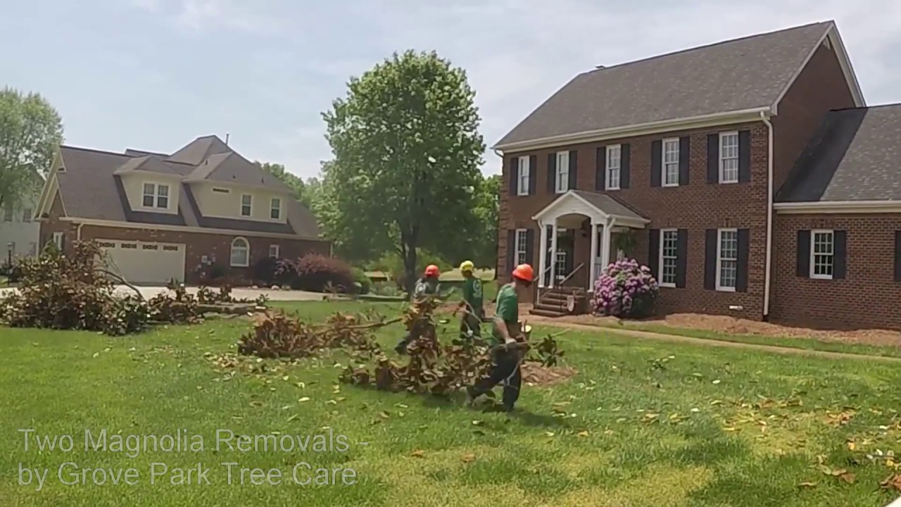 Magnolia removal