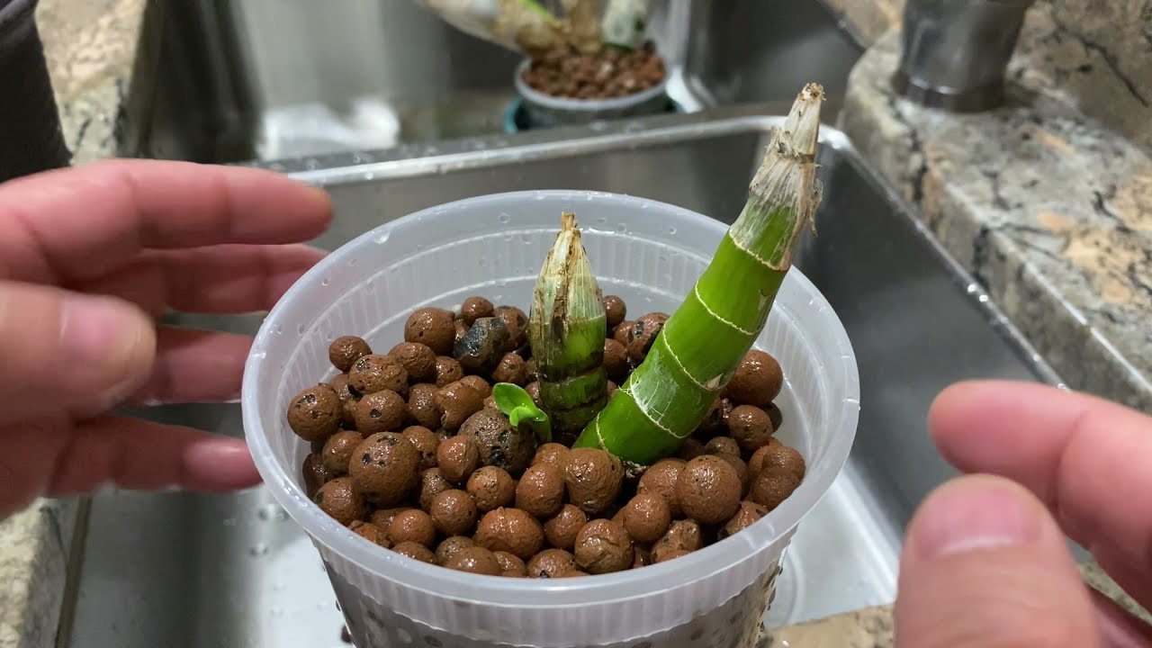 什么时候给天鹅兰换盆？When to repot catasetum?