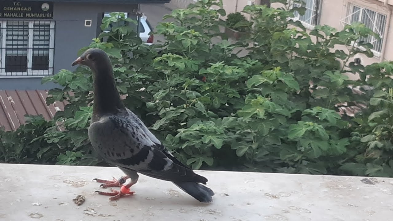 Balkonda güvercin üretimi