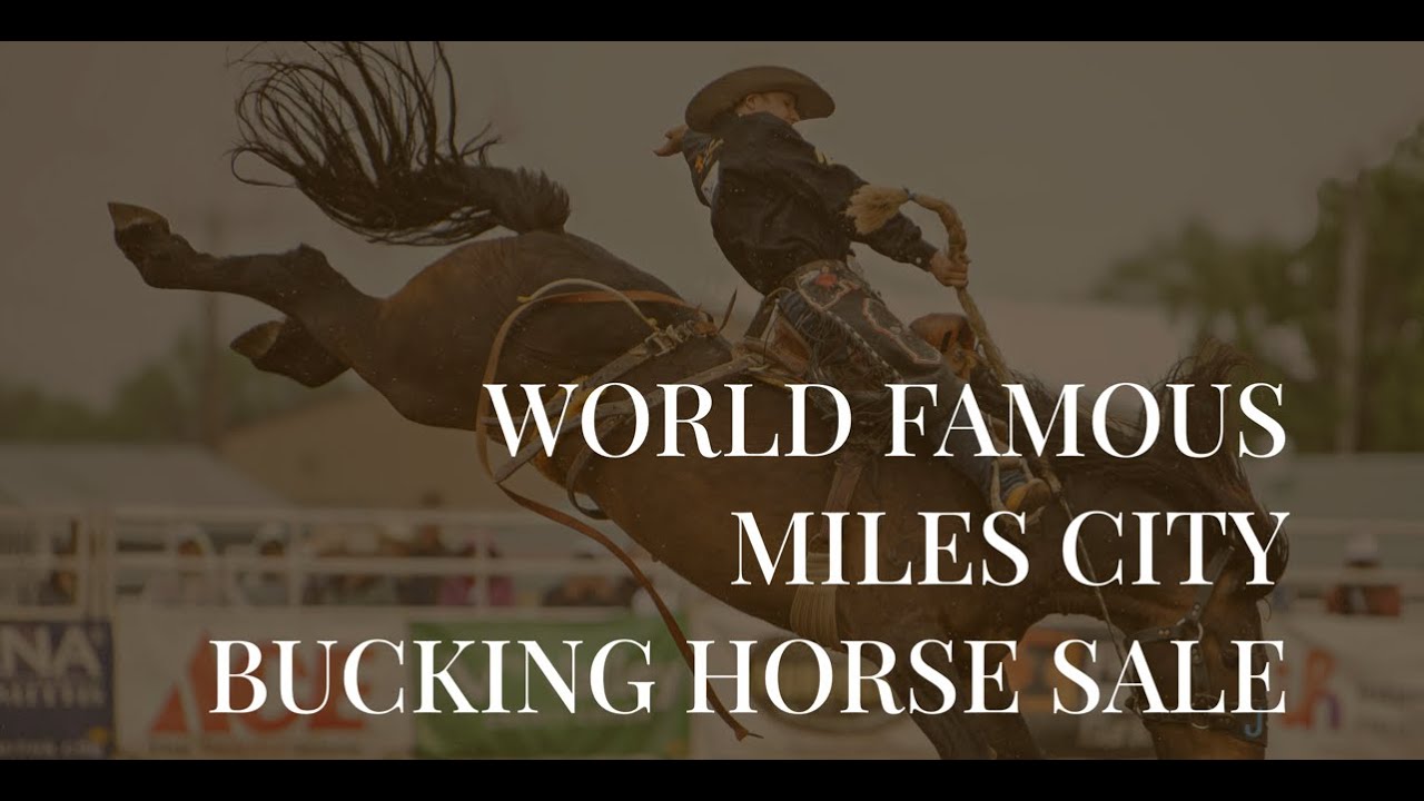 Телепередачи выходного дня, которые стоит посмотреть! Полный выпуск программы «Дикий Запад сегодня»!