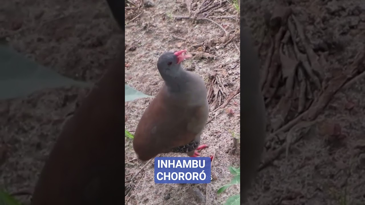 INHAMBU CHOROR&Oacute;. #inhambu #choror&oacute; #aves #nordestebrasileiro