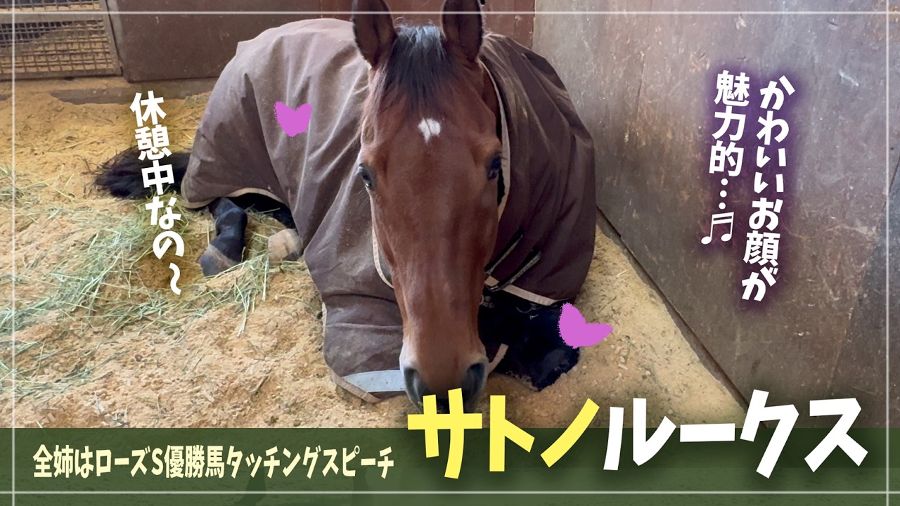 【サトノルークス】実力も可愛さも超一流！お昼寝の時間は最高の癒しです