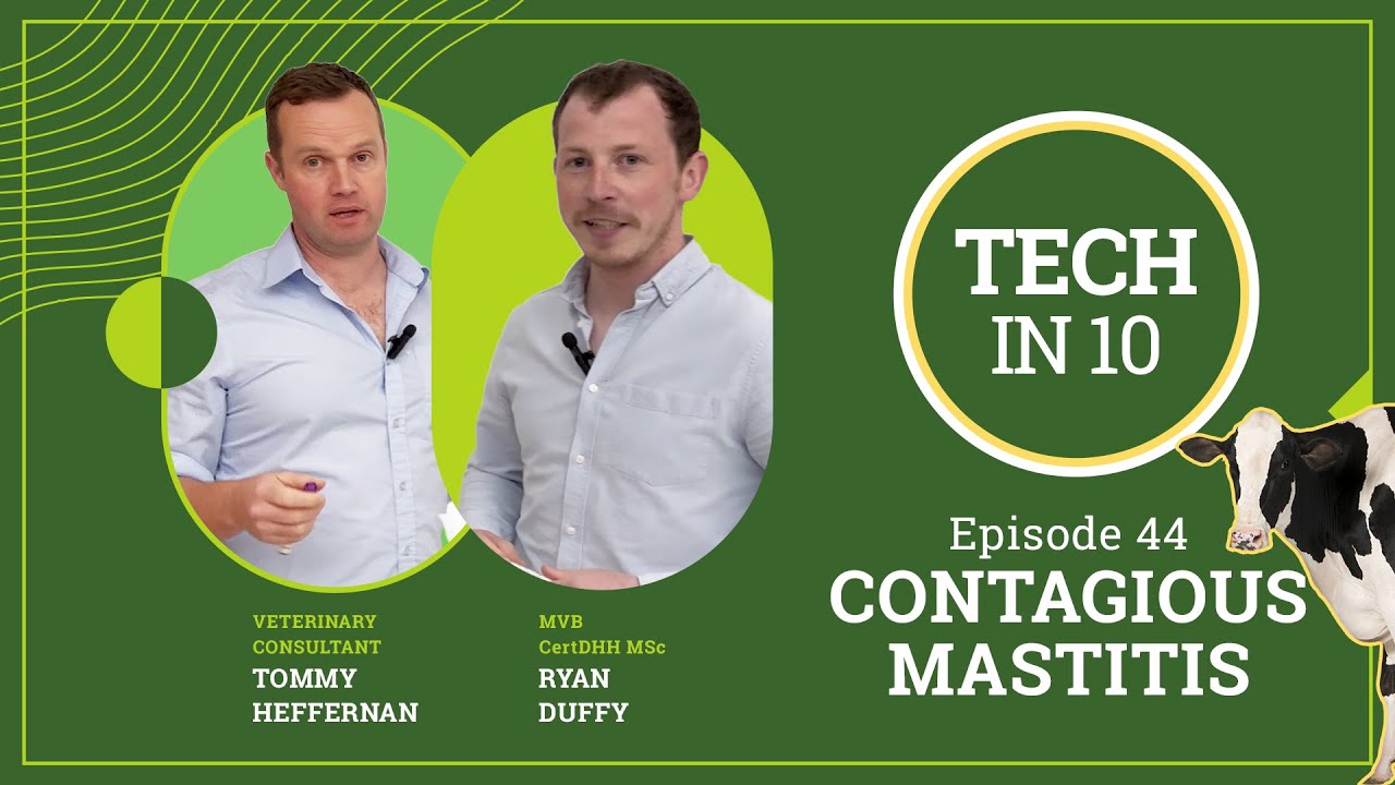 Tech in 10 - Episode 44: Early Lactation Mastitis Explained: Contagious Mastitis & High SCC