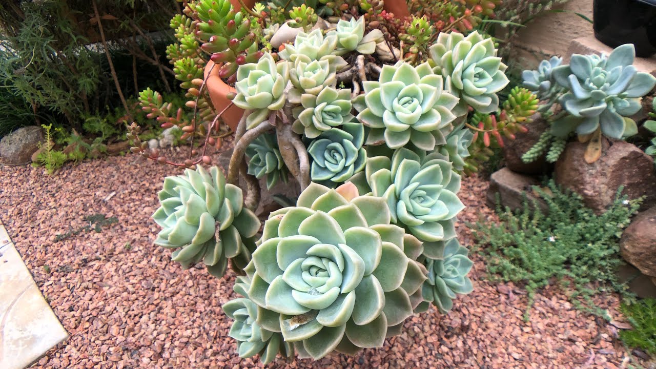 3 SUCULENTAS pendentes de SOL Graptoveria Titubans, Fantome, Supreme - Diferença e CULTIVO