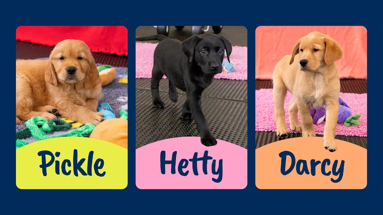 Meet Our Latest Sponsor a Puppy Guide Dog Trainees: Pickle, Hetty and Darcy