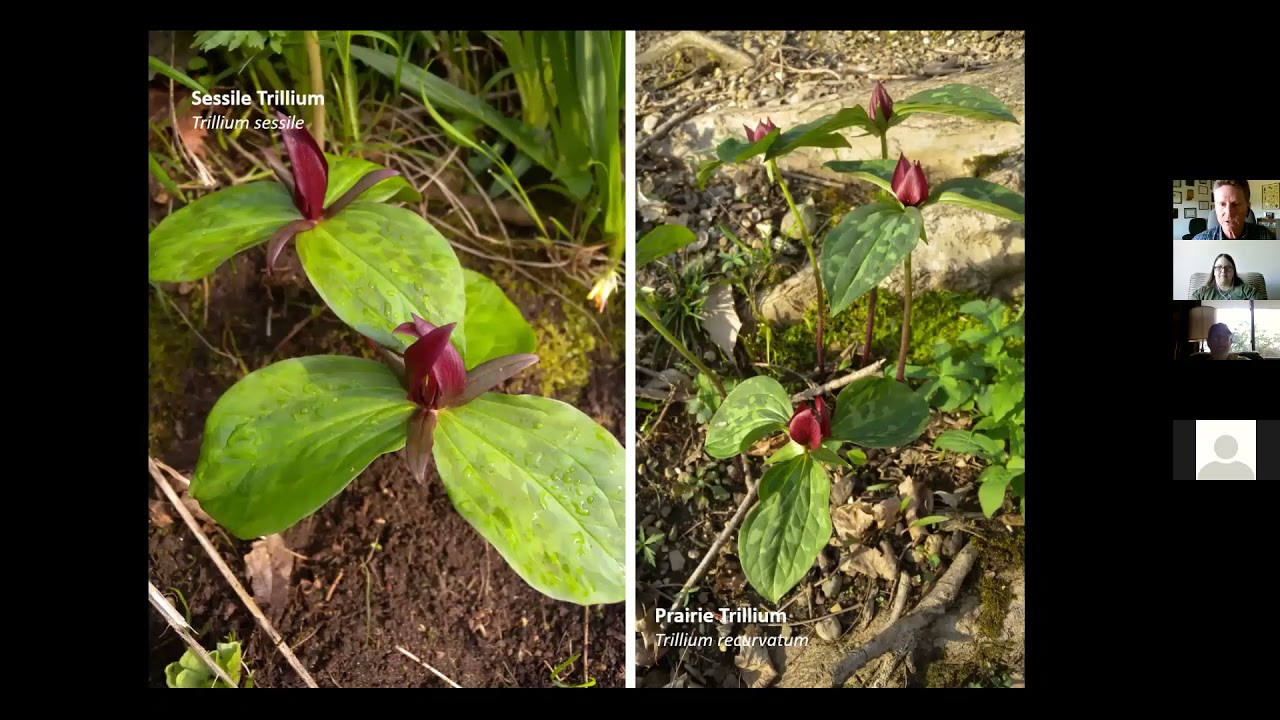 Spring Wildflower Presentation by Dan Childs