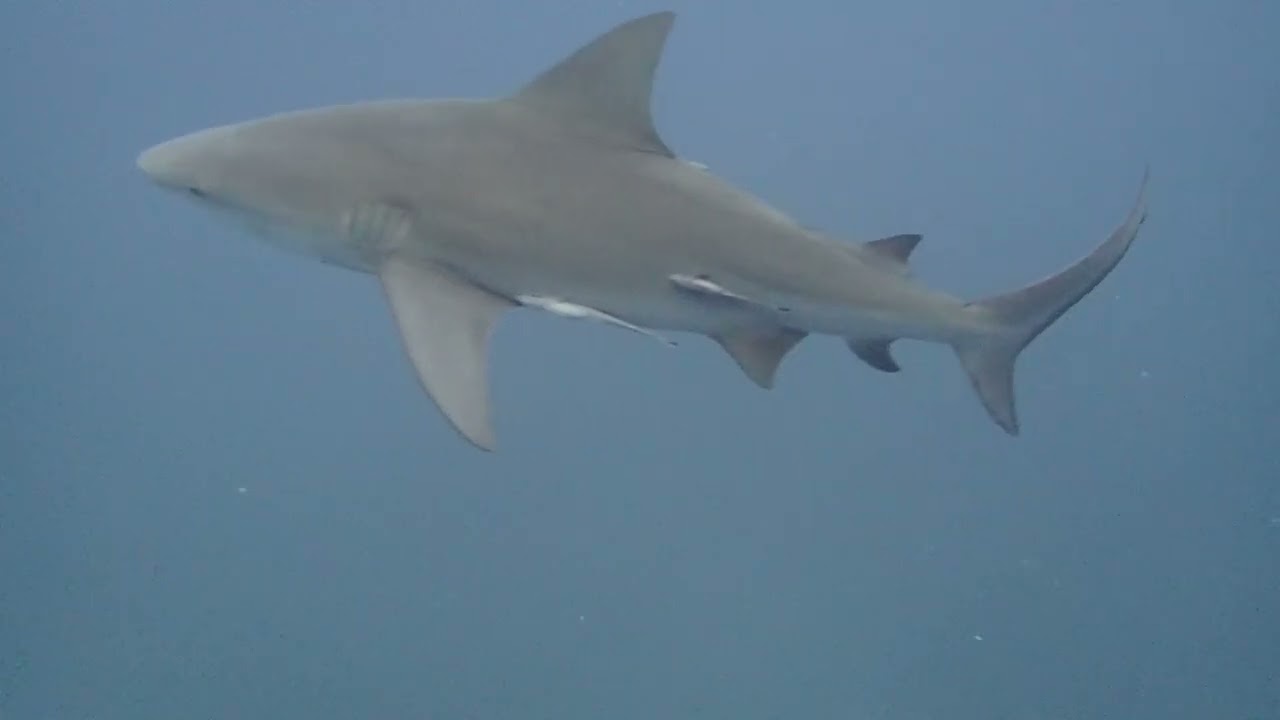Bull Shark Dive