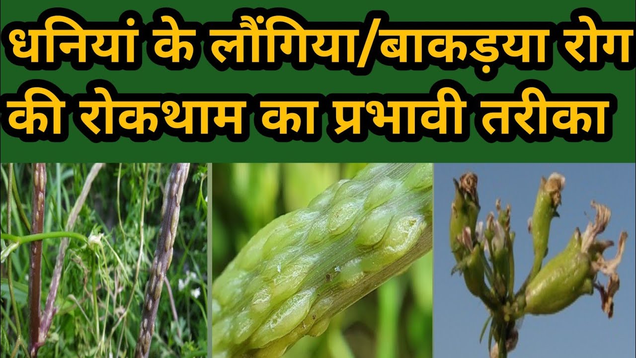 धनियां के लौंगिया रोग / बाकडिया की रोकथाम का प्रभावी तरीका और पहचान के आसान तरीके आसान भाषा में 👇👇🙏🙏