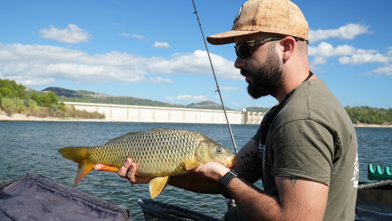 FEEDER EN BELL&Uacute;S