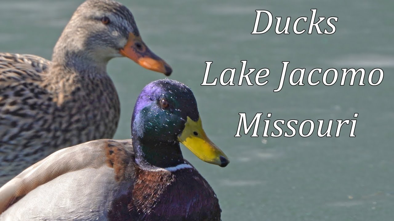 Ducks at Lake Jacomo