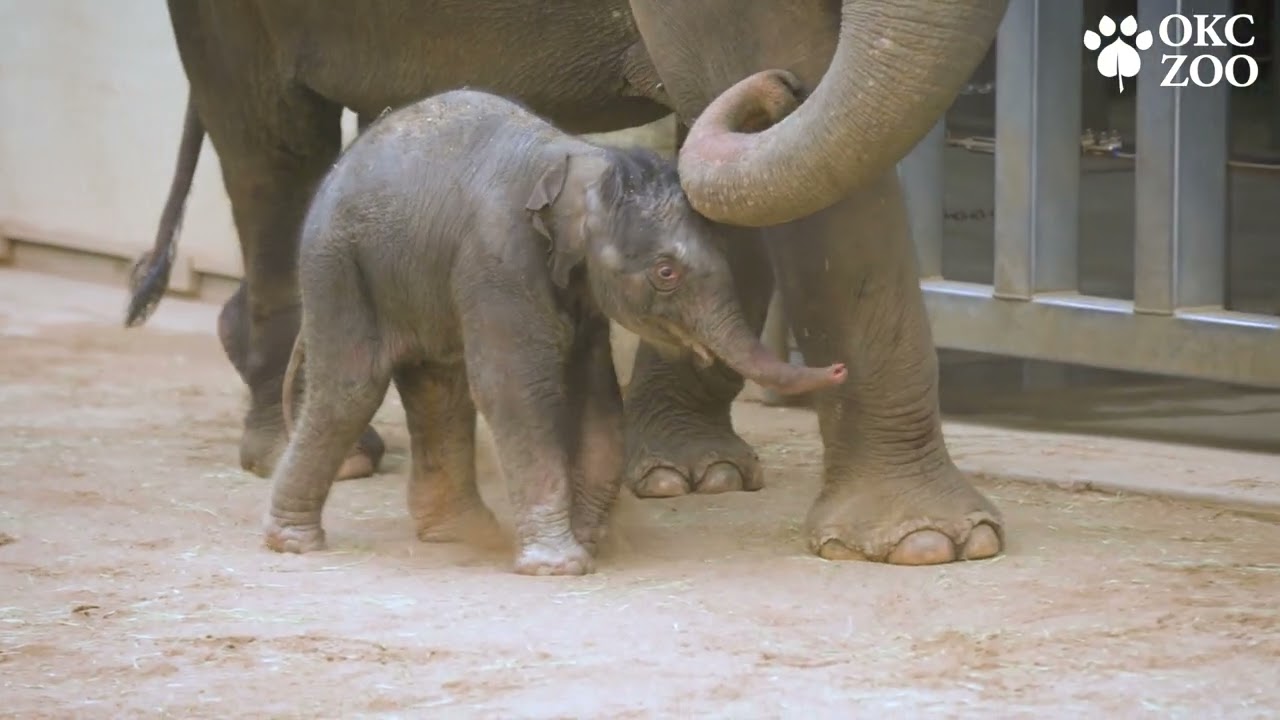 OKC ZOO CELEBRATES BIRTH OF ENDANGERED ASIAN ELEPHANT CALF