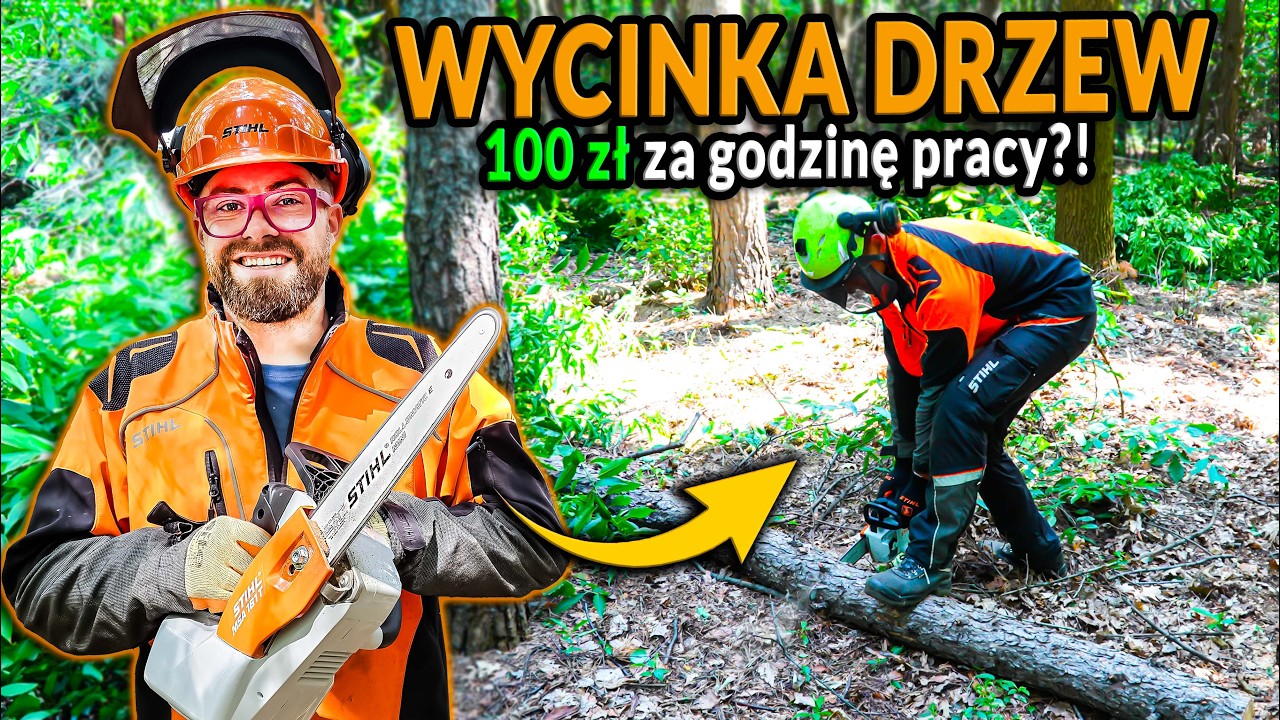 Nawet 100zł za h pracy przy wycince drzew? PRACA DRWALA PRZY WYCINCE | DO ROBOTY