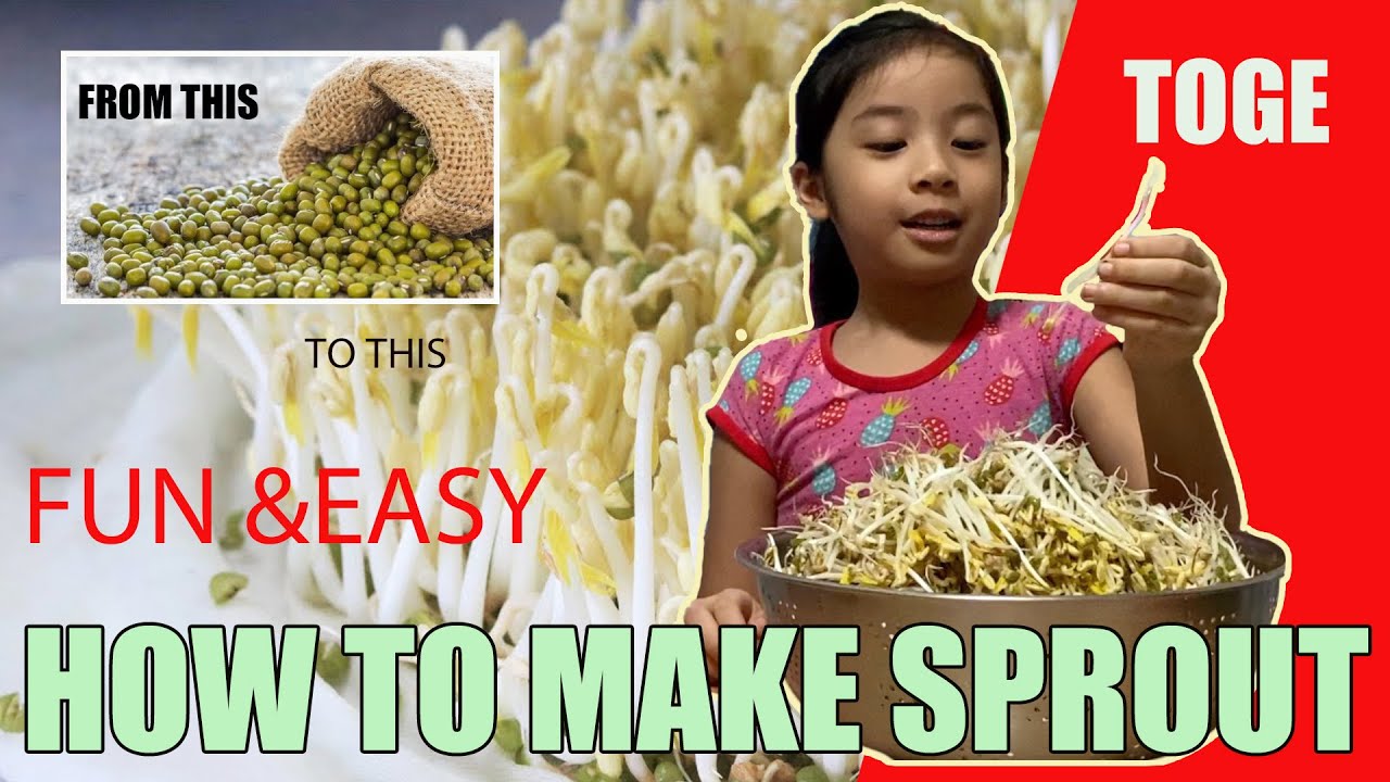 HOW TO EASILY SPROUT BEANS AT HOME | PAANO GUMAWA NG TOGE | COMO CRESCER BROTAR FÁCIL | TUTORIAL