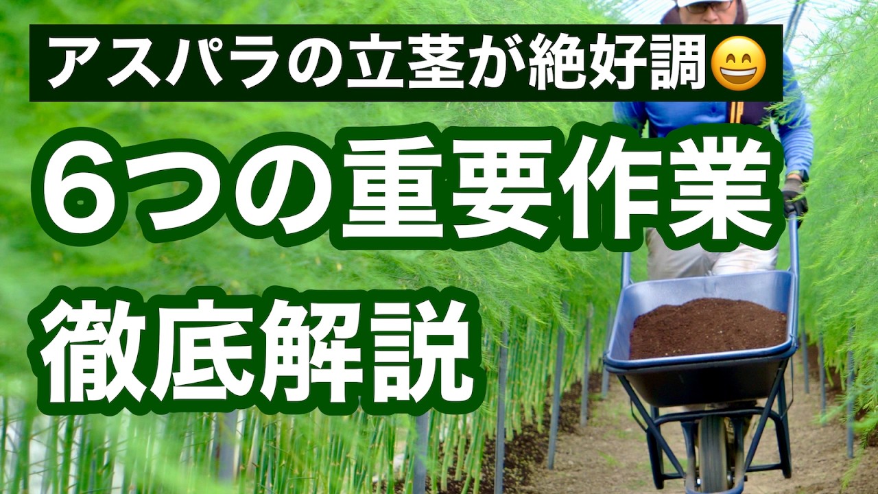 【アスパラガス栽培】初心者必見！上手に立茎をするために僕がやっている6つのこと