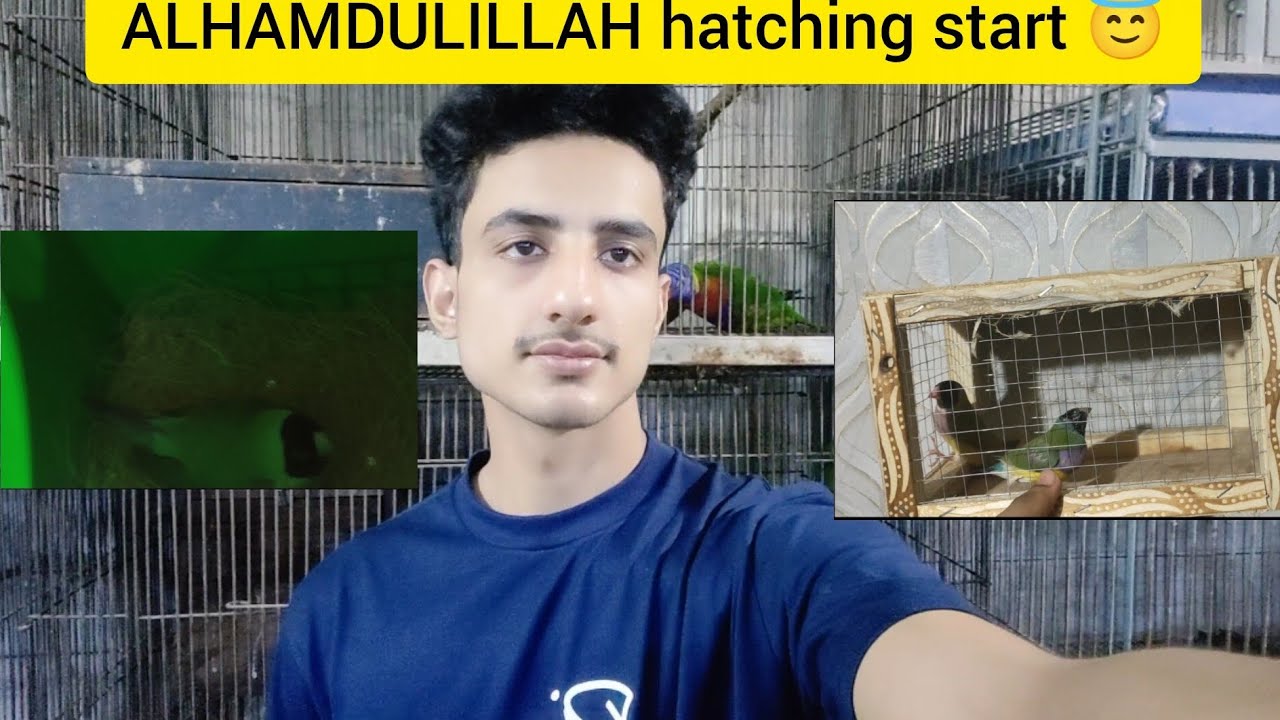 ALHAMDULILLAH all birds hatching start 😍.More new entry 😇.