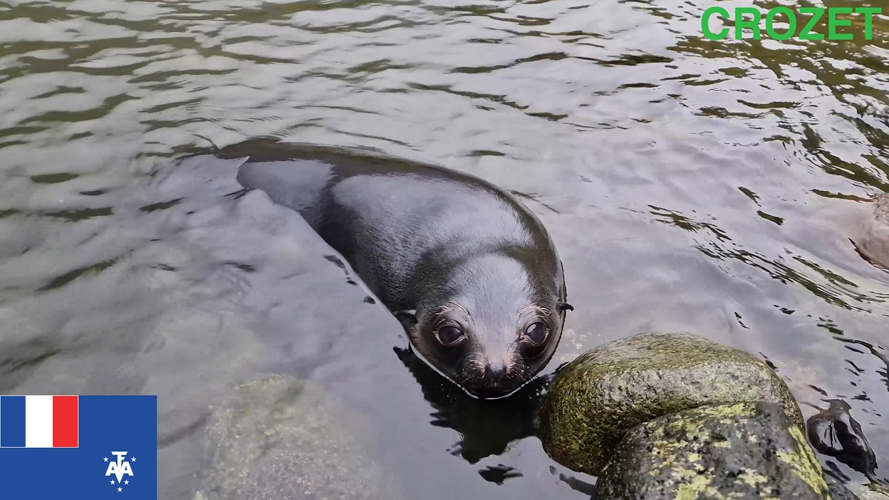 Les chiots d'otaries de Jardin Japonais - Archipel Crozet