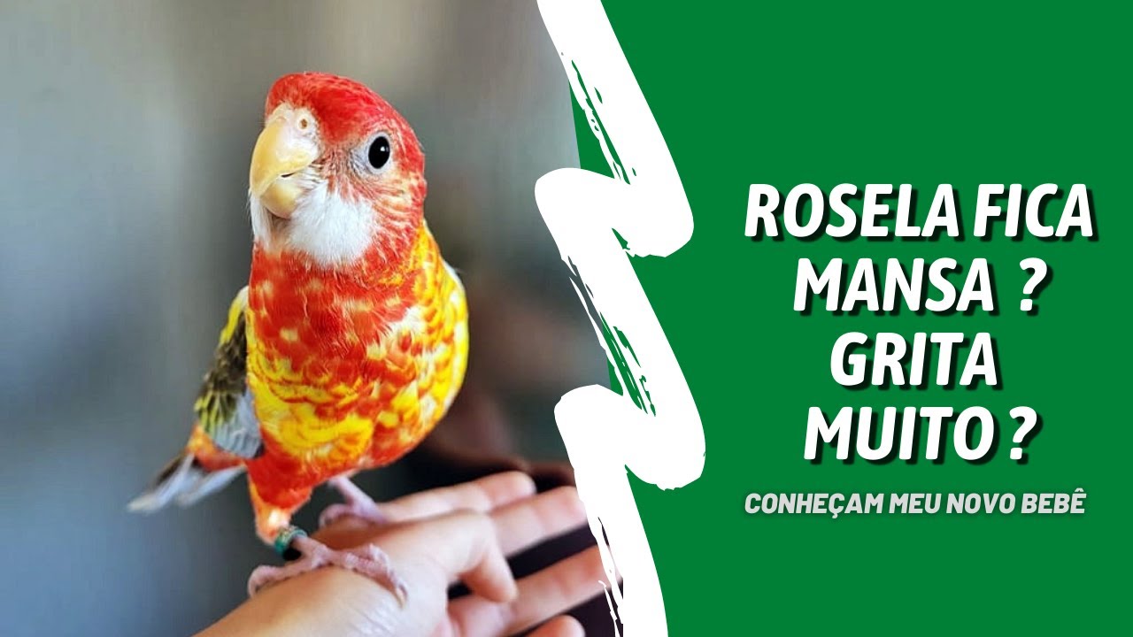 ROSELA VERMELHA | O NOVO INTEGRANTE DA FAMÍLIA - UDP