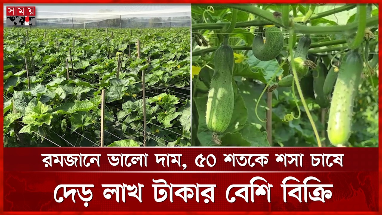 লোকসান পেরিয়ে মালচিং পদ্ধতিতে সফলতা, শসা চাষে লাভের মুখ দেখলেন সোহাগ | Dinajpur | Somoy TV