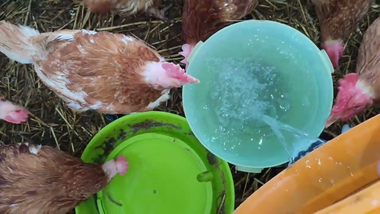 СНЕГ ИДЁТ, КУРЫ ПОЮТ📌А Я СОБИРАЮ ЯИЦА😊