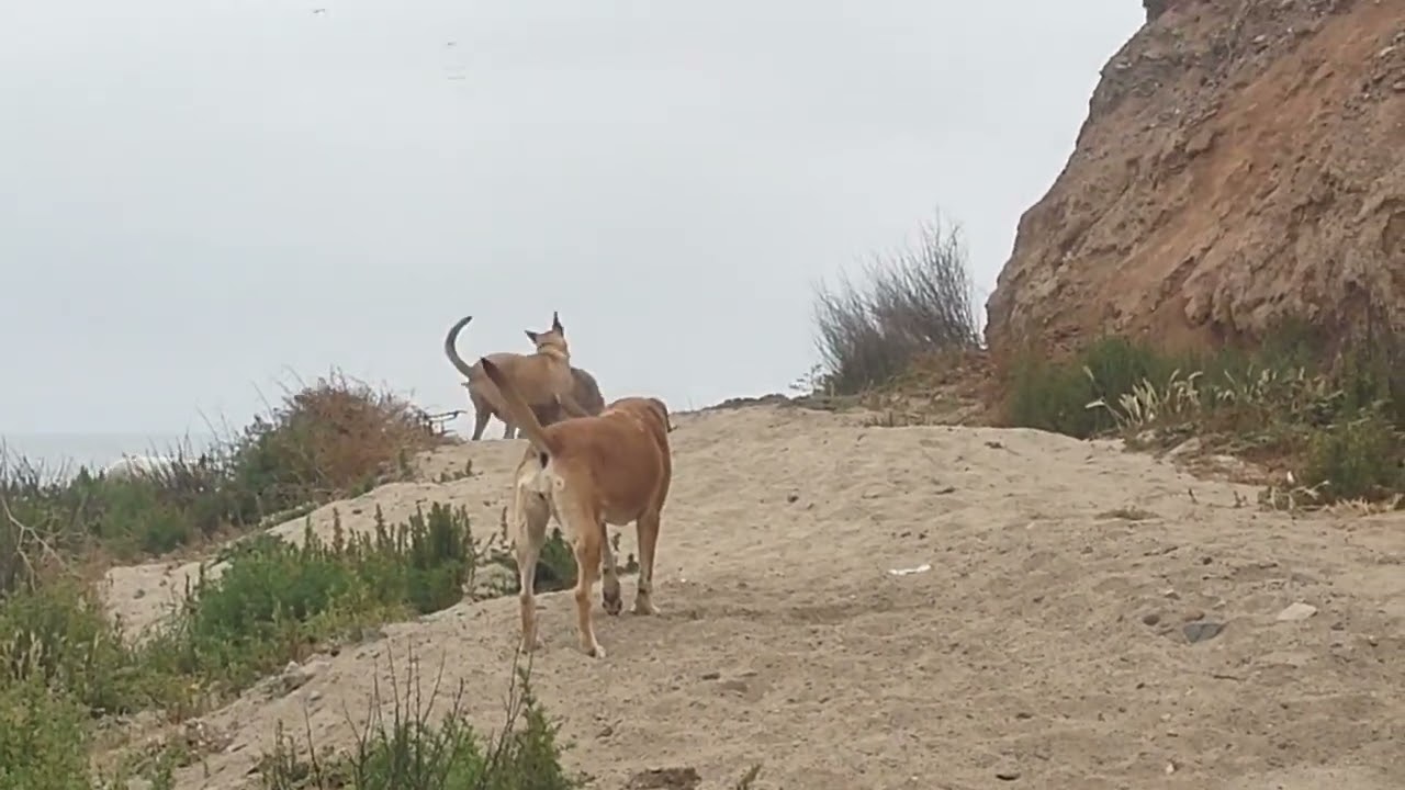 Dogs