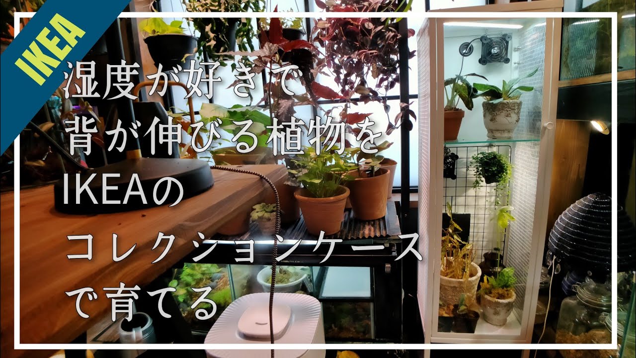 【IKEA】￥4,999のコレクションケースで湿度が好きな熱帯植物を育てる