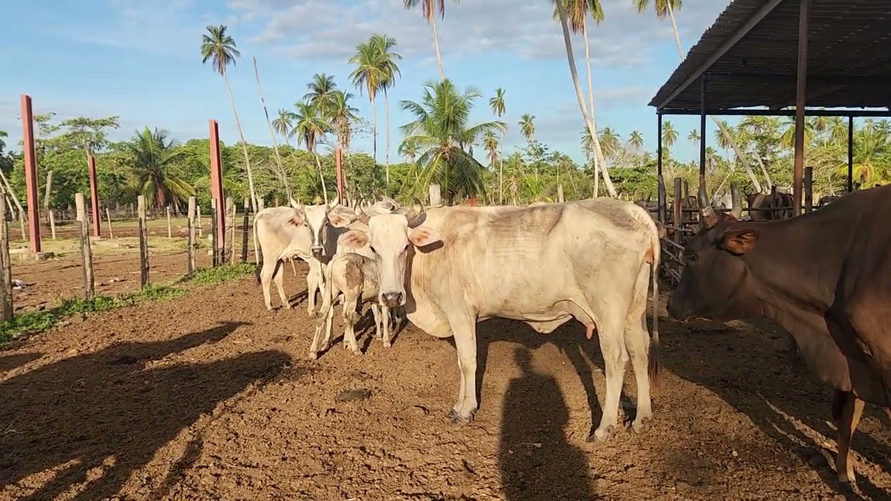 Утренняя дойка в Икакосе, Южный Тринидад 🇹🇹