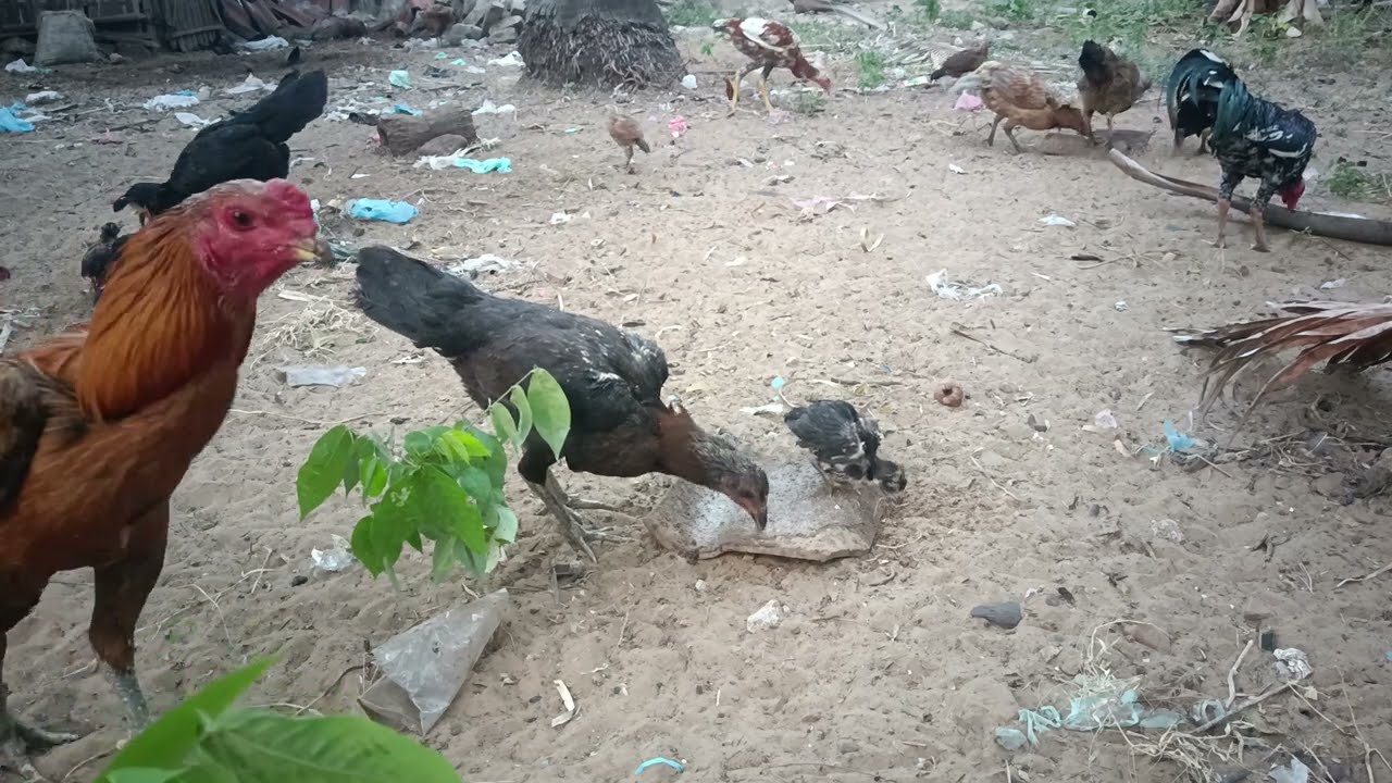 wild chicken farm feed them in the afternoon (01/09)