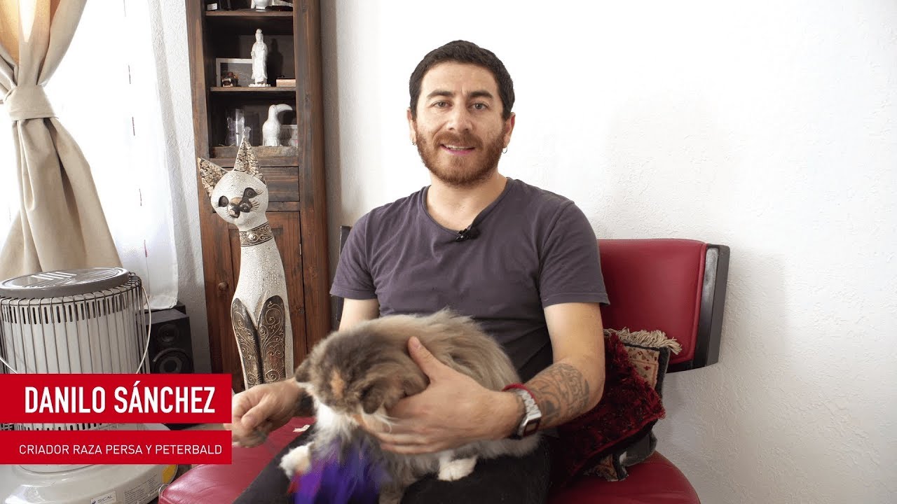 Danilo Sánchez - Criador Raza Persa y Peterbald