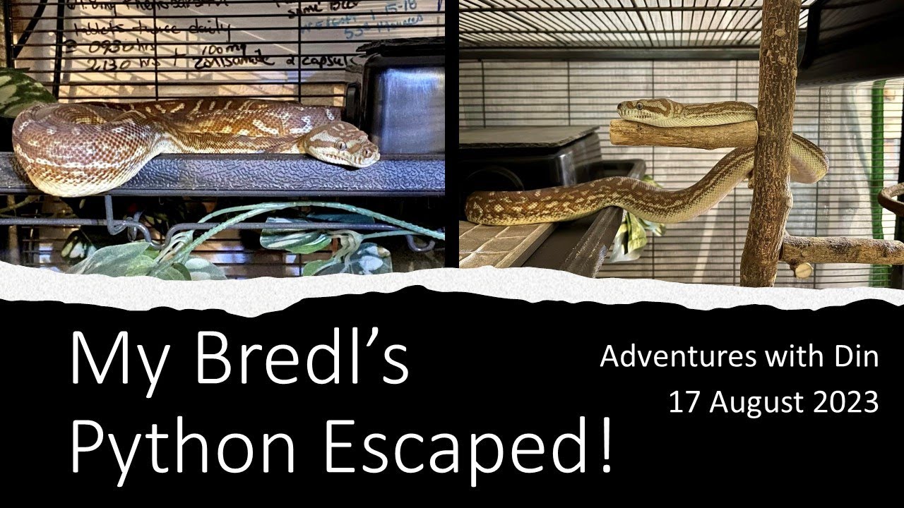 My Bredl&rsquo;s Python Escaped!
