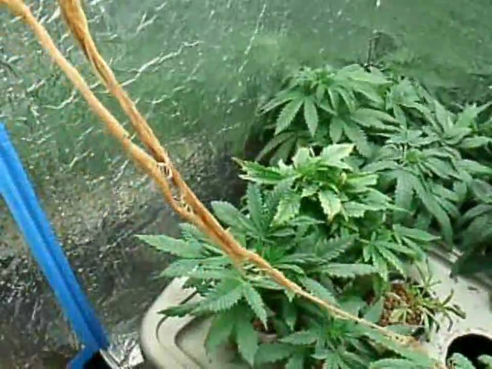CFL Grow BOX