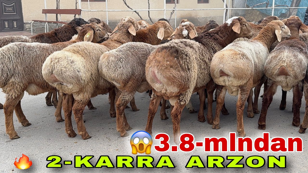 😱3.8 MLNDAN EDILBAY ARASHAN QO‘CHQORLAR!💣 2-KARRA ARZON | TAROZI BUZAR 🐏