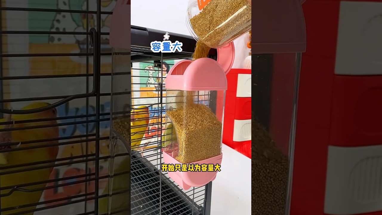 External parrot feeder, automatic feeding, splash-proof #feeder #handraisedparrot