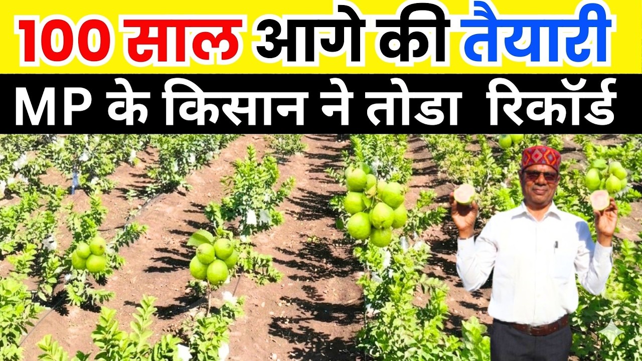 सोचा नहीं था इतना कमाऊंगा अमरुद से II केवल 300 पेड़ से 5 लाख IIGuava Farming II Guava
