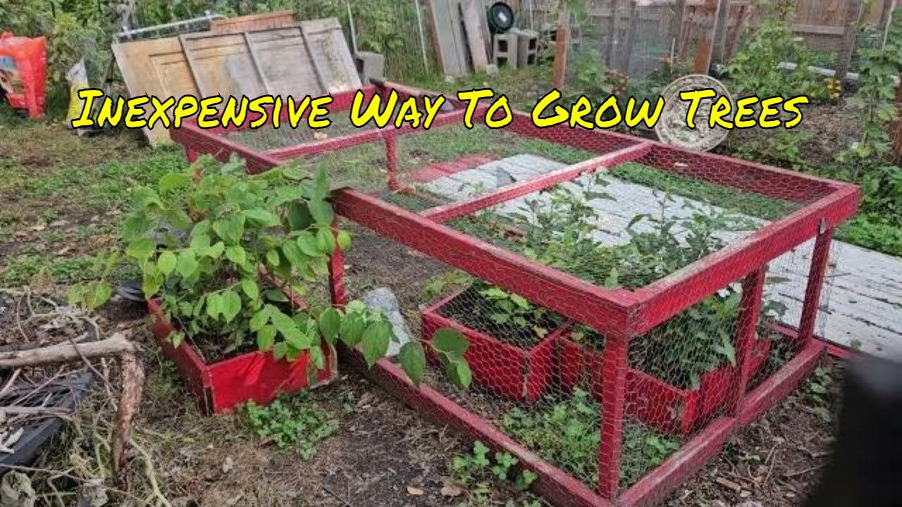 Want To Grow Your Own Food Forest? Here's An Affordable Way To Do It!