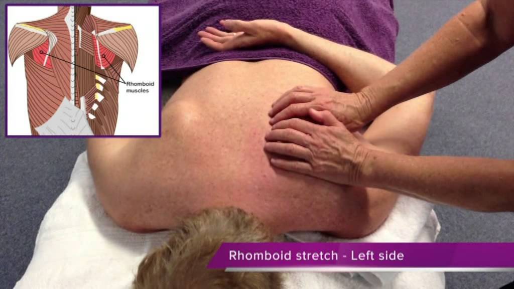 Om Shanti College Swedish Massage Sequences   Chapter 2   UPPER BACK