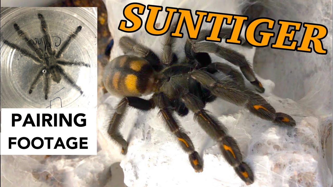 PAIRING MY VENEZUELAN SUNTIGERS - Psalmopoeus irminia breeding video