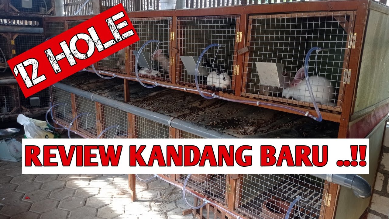 #179 Akhirnya jadi juga‼️Review kandang kelinci BARU‼️
