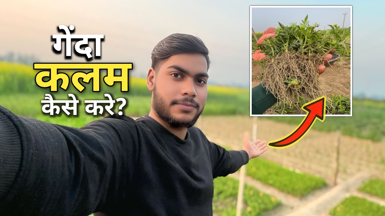 Marigold Cutting Method | गेंदा की कलम लगाने का सही तरीका 🌼 #Marigold #GendaKalam #Gardening