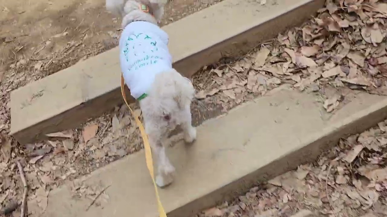 두유산책 walk my dog 2026.2.4