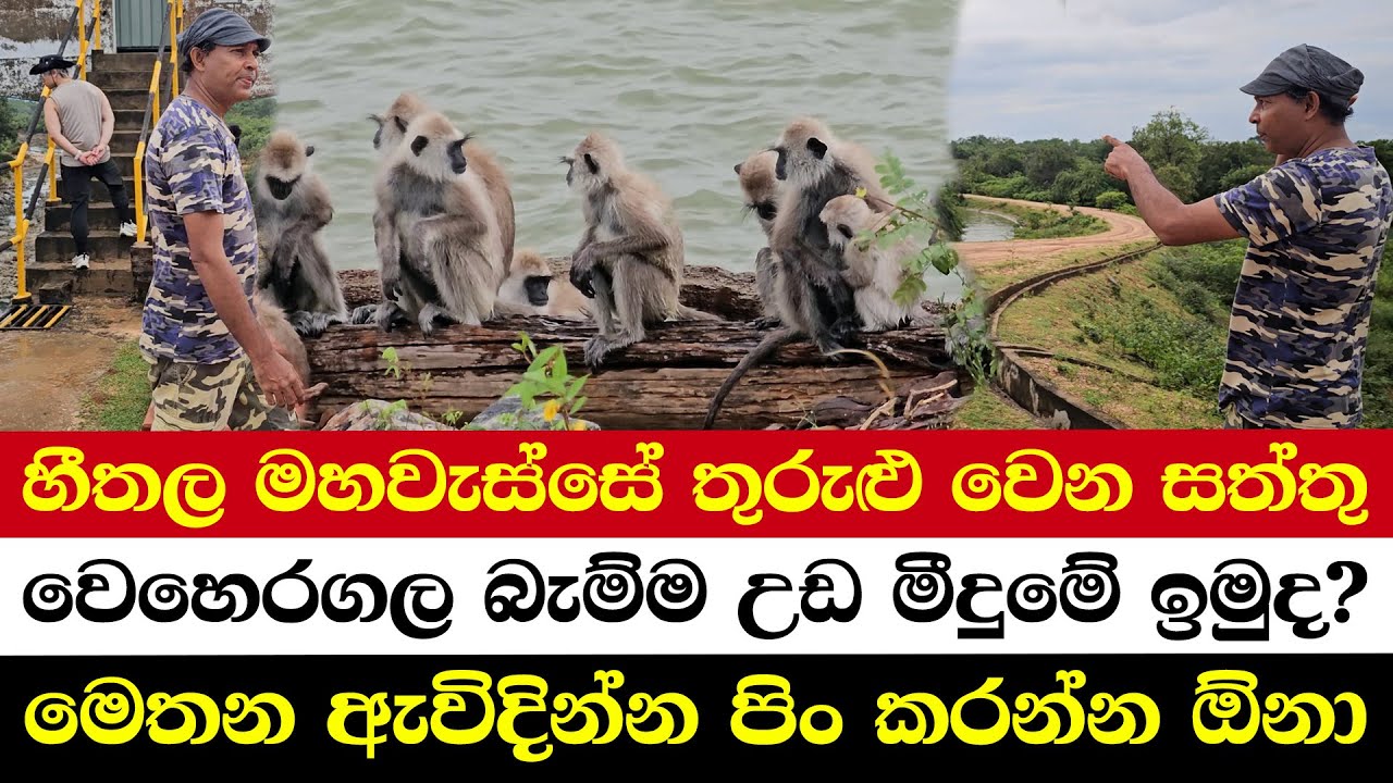 හීතල මහවැස්සේ තුරුළු වෙන සත්තු | වෙහෙරගල බැම්ම උඩ මීදුමේ ඉමුද? | මෙතන ඇවිදින්න පිං කරන්න ඕනා
