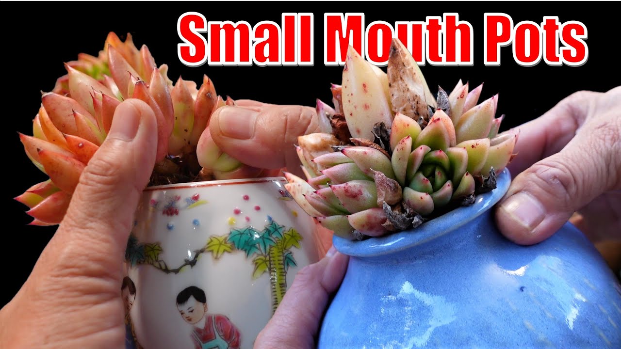 How & Why Repot Succulents In Small Mouth Pots | Growing Succulents with LizKreate