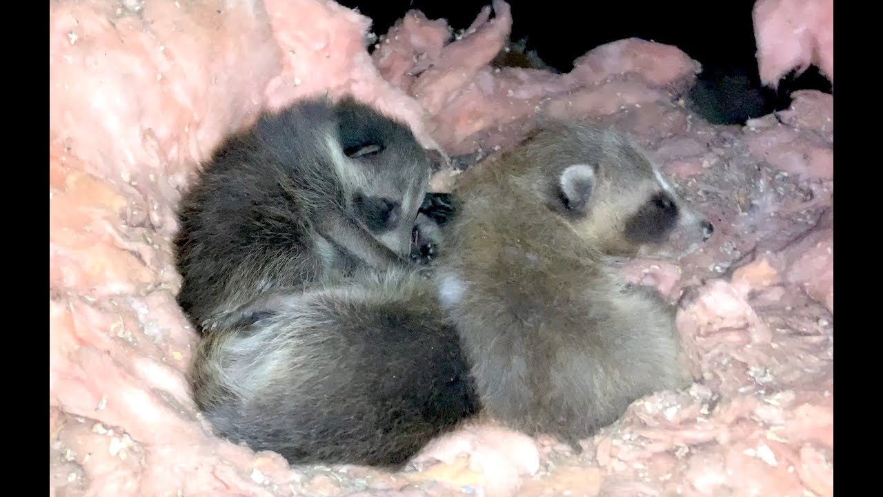 Raccoons On The Hatch