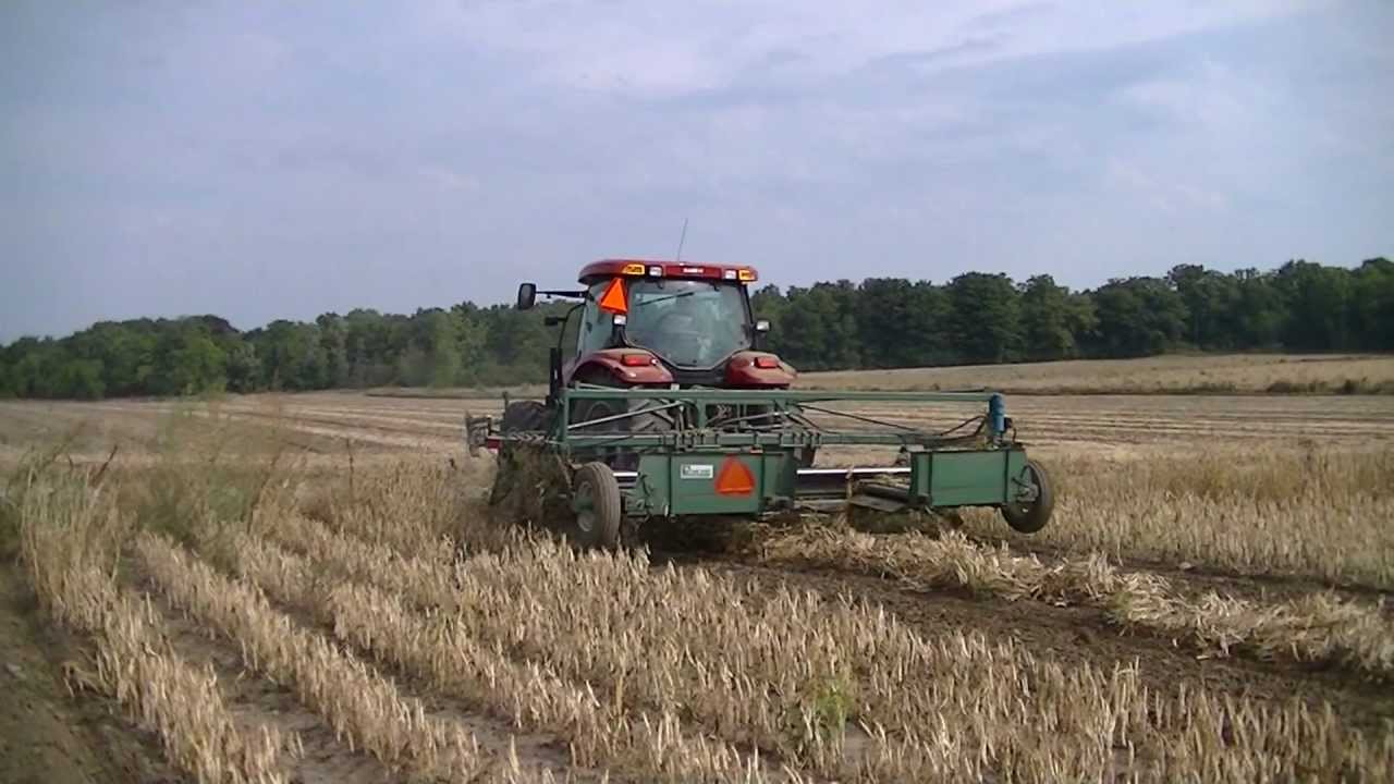 NY dry bean harvest 2012 pt1