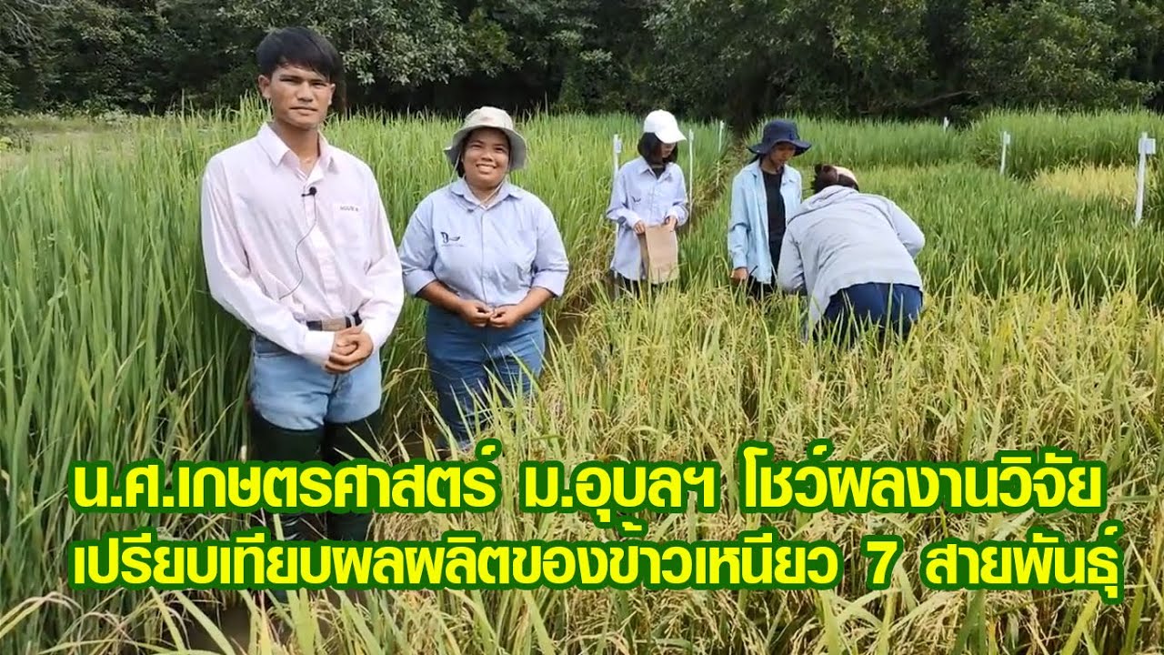 2 น.ศ.เกษตรศาสตร์ ม.อุบลฯโชว์งานวิจัยเปรียบเทียบผลผลิตข้าวเหนียว 7 สายพันธุ์