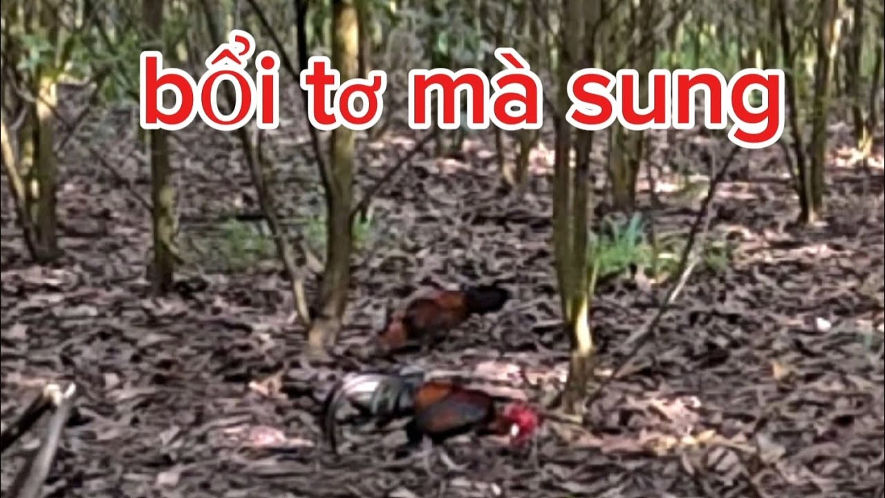 BẪY GÀ RỪNG,BỔI TƠ MÀ QUÁ SUNG...
