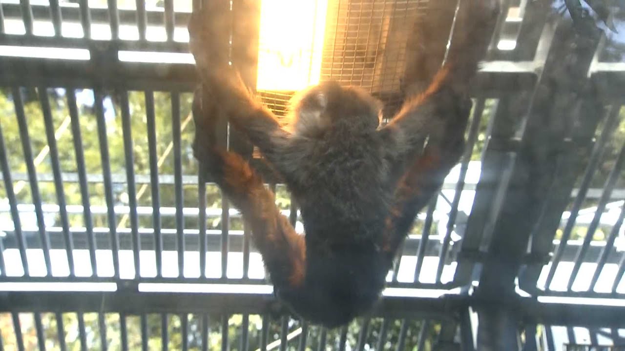 九州・福岡にも雪　受験生、仕事に向かう人・・・動物たちも暖をとって　