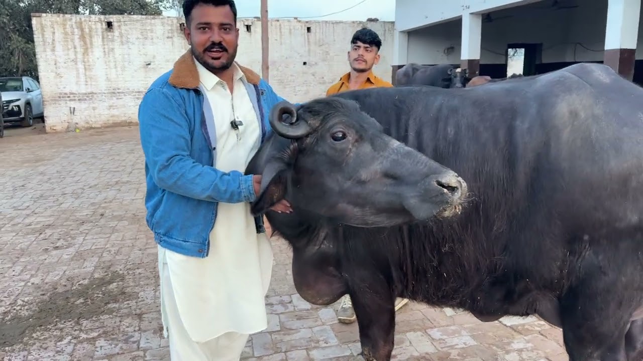 Buffalo for sale | 20 litre milking 7 buffaloes | farmology buffalo | buffalo 