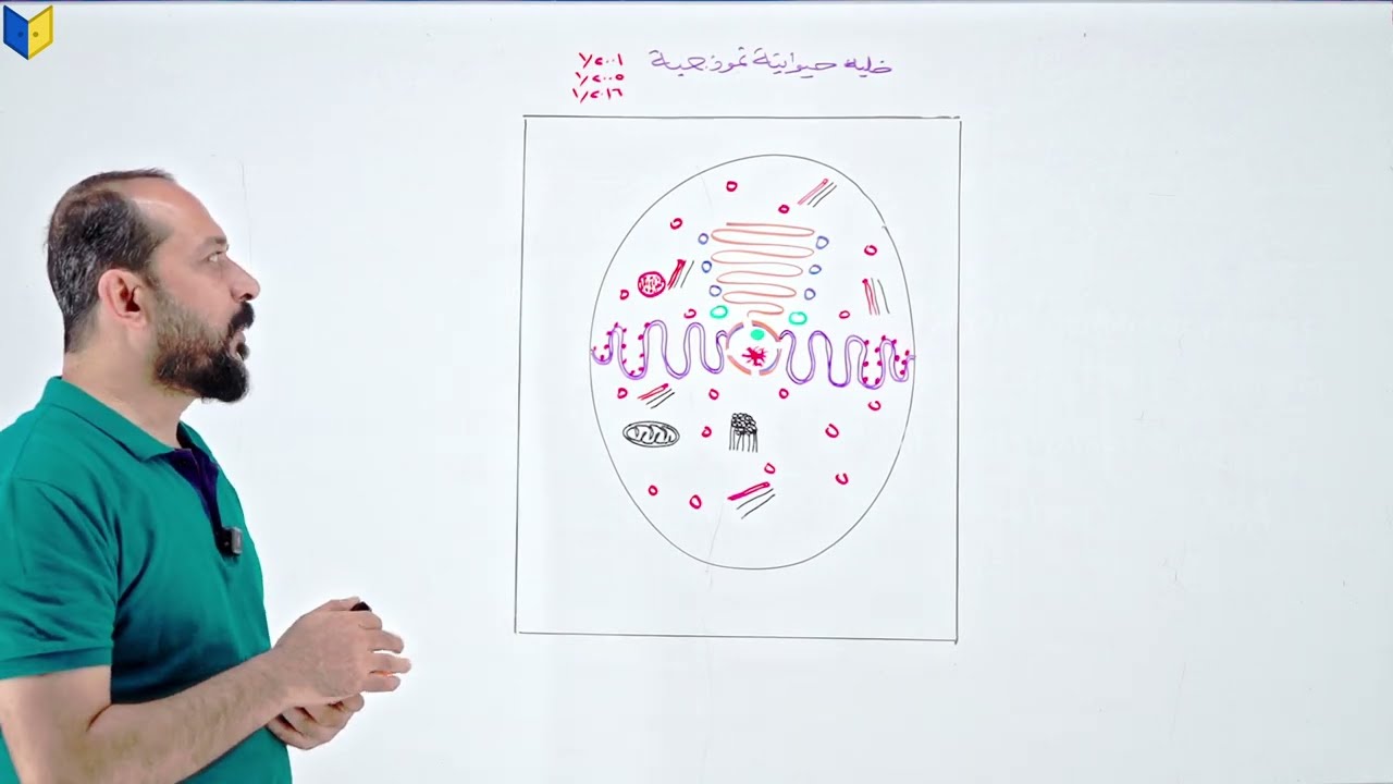 رسم الخلية الحيوانية
